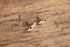 James Avery Dolphin Earrings - Retired Design